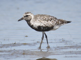 black-bellied plover BRD1936.JPG