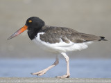 american oystercatcher BRD2139.JPG