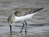 western sandpiper BRD2102.JPG