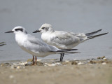 gull-billed tern BRD2239.JPG