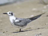 black tern BRD2270.JPG