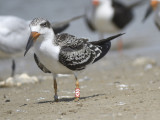 black skimmer BRD2206.JPG