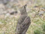 brown-headed cowbird BRD2592.JPG