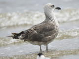 lesser black-backed gull BRD2569.JPG
