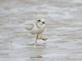 piping plover BRD2560.JPG