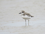 wilsons plover BRD2456.JPG