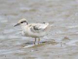 least tern BRD2566.JPG