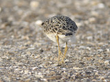 buff-breasted sandpiper BRD3172.JPG