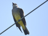 western kingbird BRD4007.JPG