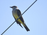 western kingbird BRD4000.JPG