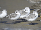 sanderling BRD7317.JPG