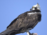 osprey BRD7521.JPG