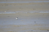 sanderling BRD8008.JPG