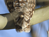 barred owl BRD8193.JPG