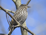 red-winged blackbird BRD8425.JPG