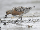 red knot BRD9605.JPG