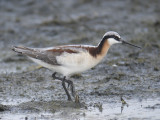 wilsons phalarope BRD9572.JPG