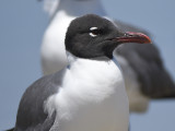 lauging gull BRD0373.JPG