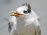 royal tern BRD1139.JPG