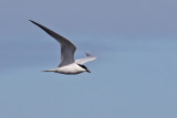 3F8A8952b Gull-billed Tern.jpg
