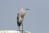 3F8A5576b Hybrid Heron-Egret.jpg