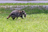 3F8A7371_Raccoon.jpg