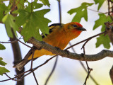 IMG_9158aa Flame-colored x WesternTanager.jpg