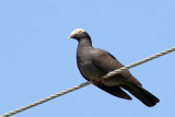 3F8A7064a White-crowned Pigeon.jpg