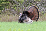 3F8A5182a Wild Turkey.jpg