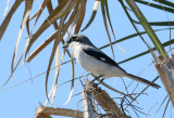 3F8A5168a Loggerhead Shrike.jpg