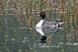 3F8A3674a Northern Pintail.jpg