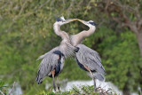 3F8A2361a Great Blue Heron.jpg