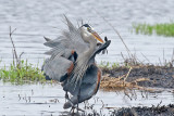 3F8A3892a Great Blue Heron.jpg