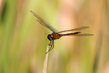 3F8A4285 Four Spotted Pennant.jpg