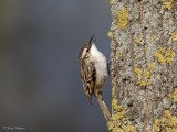 Boomkruiper/Short-toed treecreeper