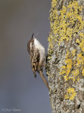Boomkruiper/Short-toed treecreeper