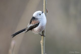 Staartmees/Long-tailed tit