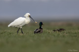 Lepelaar/Spoonbill