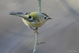 Goudhaantje/Goldcrest