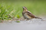 Draaihals/Wryneck