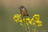 Roodborsttapuit/Stonechat