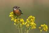 Roodborsttapuit/Stonechat