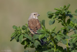 Kneu/Linnet