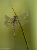 Venwitsnuitlibel/Leucorrhinia dubia ♀