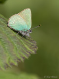 Groentje/Callophrys rubi