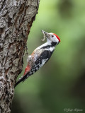 Middelste bonte specht/Middle spotted woodpecker