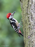 Middelste bonte specht/Middle spotted woodpecker