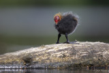 Meerkoet/Eurasian coot