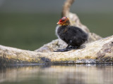 Meerkoet/Eurasian coot