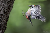 Middelste bonte specht/Middle spotted woodpecker